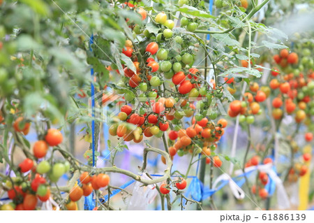 ミニトマト 61886139