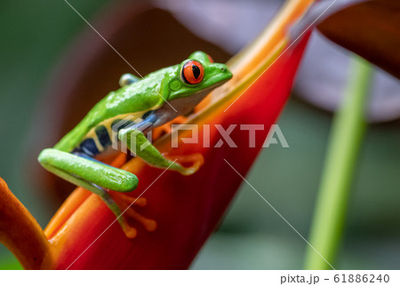 Red-eyed tree frog in Costa Rica Red-eyed tree frog in Costa Rica 61886240