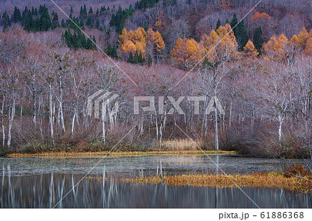 秋の風景。月山の麓、地蔵沼にて（山形県西川町） 61886368