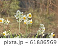 水仙の花 61886569