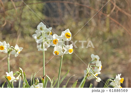 水仙の花 61886569