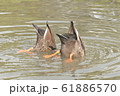 水鳥の潜水姿 61886570