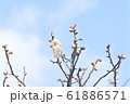 青空と白梅 61886571