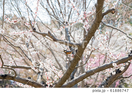 [春]＿満開の桜と人懐っこいヤマガラ 61886747