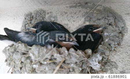 ツバメの子　もうすぐ巣離れ 61886901