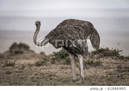 ダチョウのメス 61886960