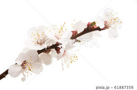apricot branch with flowers isolated 61887356
