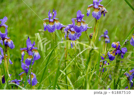 雨上がりの紫の野の花 61887510