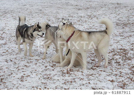 Four Siberian Husky Are Playing On A White Snow の写真素材