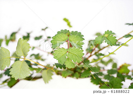 サラダバーネット 61888022