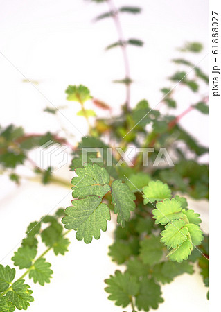 サラダバーネットの写真素材