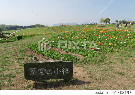 あわじ花さじき 61888192