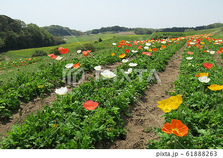 あわじ花さじき あわじ花さじき 61888263