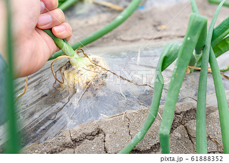 新たまねぎの収穫 61888352