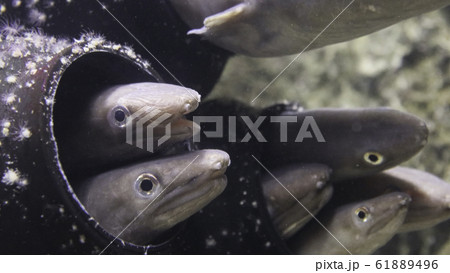 マアナゴ マアナゴ 61889496