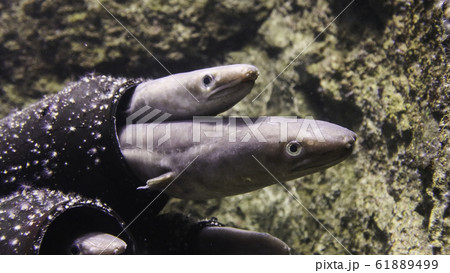 マアナゴ 61889499