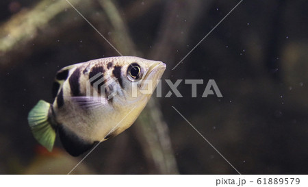 テッポウウオ -archerfish- テッポウウオ -archerfish- 61889579