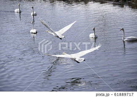 飛び立つ白鳥 61889717