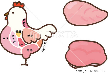 ニワトリの部位 胸肉 もも肉のイラスト素材 6105