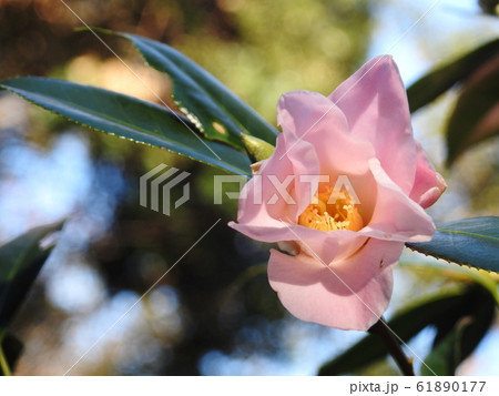 ワビスケ Camellia wabisuke ワビスケ Camellia wabisuke 61890177