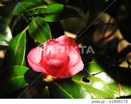 ワビスケ　Camellia wabisuke 61890179