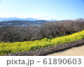 富士と菜の花 61890603