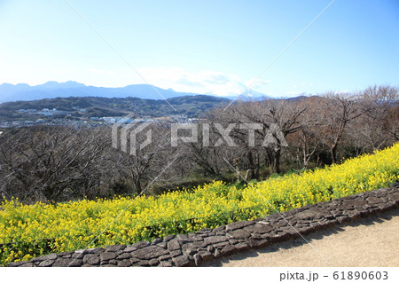 富士と菜の花 61890603