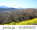 富士と菜の花 61890605