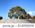 楠木 61890606