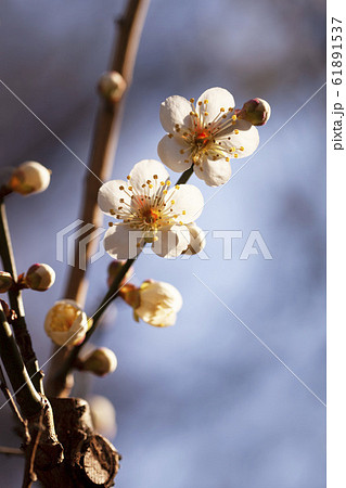 白い梅の花(湯の宮の座論梅) 白い梅の花(湯の宮の座論梅) 61891537