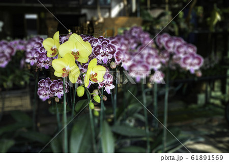 Market for sale plant in pots 61891569