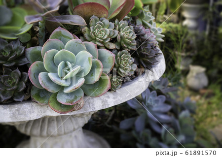 Market for sale plant in pots Market for sale plant in pots 61891570
