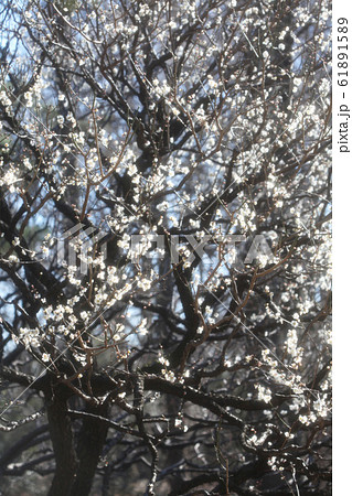白い梅の花（湯の宮の座論梅）	 61891589