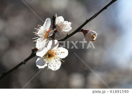 白い梅の花（湯の宮の座論梅）	 61891590