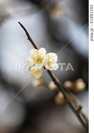 白い梅の花(湯の宮の座論梅) 白い梅の花(湯の宮の座論梅) 61891592