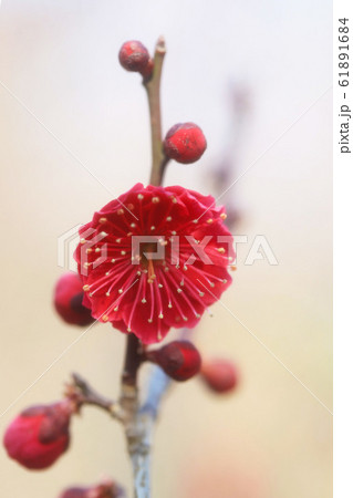 赤い梅の花 鹿児島紅 の写真素材