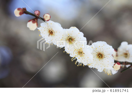 白い梅の花 白難波 の写真素材