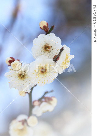 白い梅の花 白難波 の写真素材