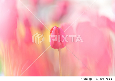 ふんわりしたチューリップのイメージ ふなばしアンデルセン公園にて 61891933