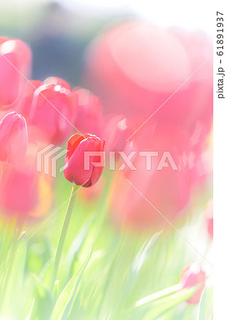 ふんわりしたチューリップのイメージ ふなばしアンデルセン公園にて ふんわりしたチューリップのイメージ ふなばしアンデルセン公園にて 61891937