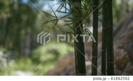 Green Bamboo trees forest background 61892502