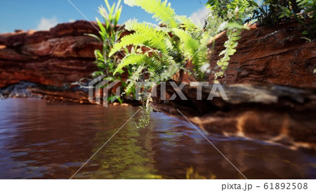 tropical golden pond with rocks and green plants 61892508