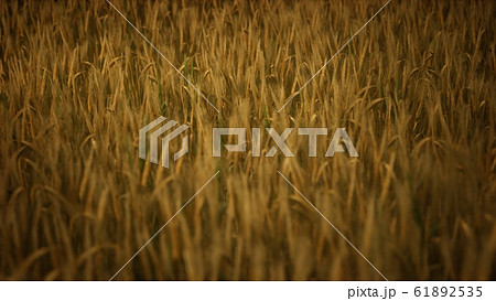 Ripe yellow rye field under beautiful summer Ripe yellow rye field under beautiful summer 61892535