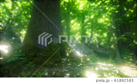 Morning in the Misty Spring Forest with Sun Rays Morning in the Misty Spring Forest with Sun Rays 61892583