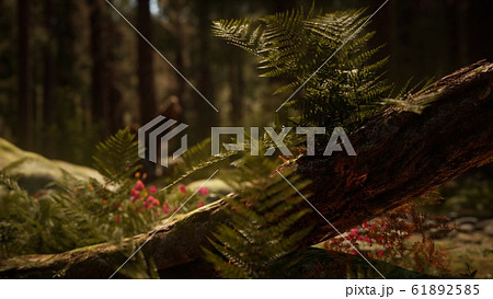 Early morning sunlight in the Sequoias of Mariposa 61892585