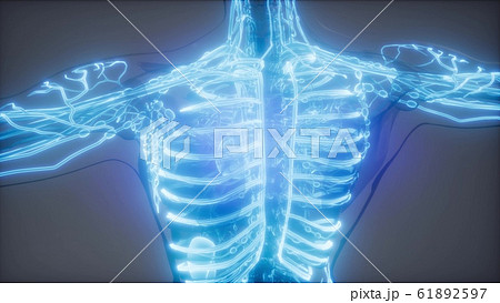 Blood Vessels of Human Body Blood Vessels of Human Body 61892597