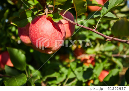 picture of a Ripe Apples in Orchard ready for picture of a Ripe Apples in Orchard ready for 61892937