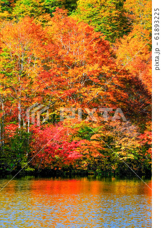 鎌池の紅葉 61893225