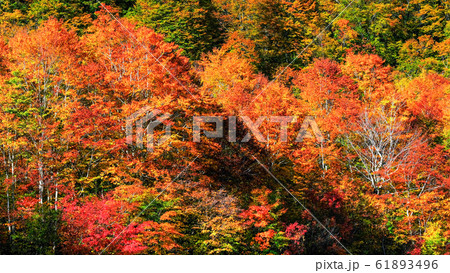 鎌池の紅葉 鎌池の紅葉 61893496