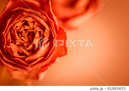 Orange rose blossom background design image with copy space 61893655